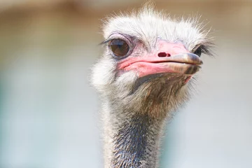 Deurstickers Ostrich face close up, head and beak of an ostrich, focusing on ostrich eyes © e-Kis