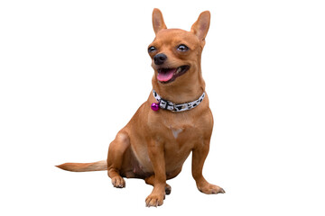 side view of chihuahua dog or small dog on white background