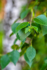 A branch of a tree with green leaves
