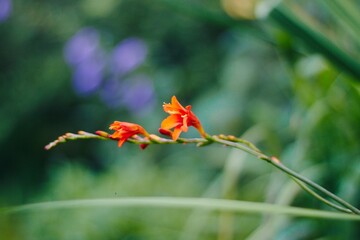 flower in the garden