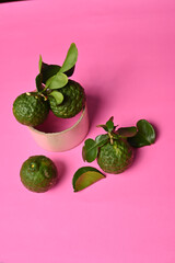 Fresh kaffir lime ( bergamot / citrus hystrix D.C ) isolated on colorful background
