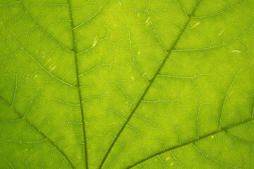 Fototapeta na wymiar Macro photo leaf texture, natural background