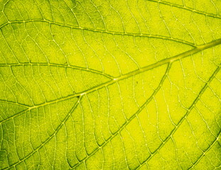 Naklejka na ściany i meble Macro photo leaf texture, natural background