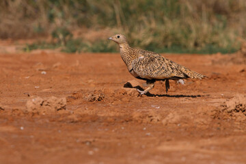 Black-bellied sandgrouse drinking in a lagoon in summer in a steppe of Aragon, Spain