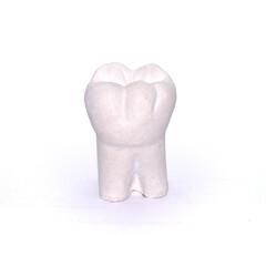 Plaster model of tooth