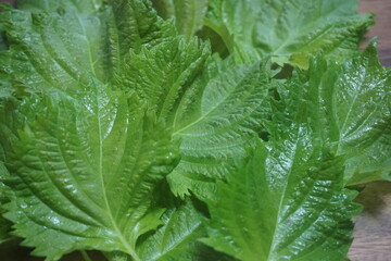 しその葉