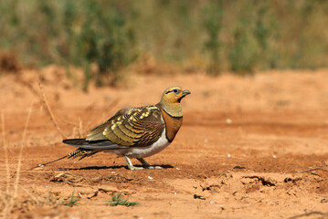 Pin-tailed sandgrouse male at a point of water in a steppe of Aragon in summer