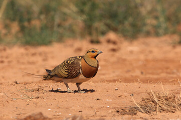 Pin-tailed sandgrouse male at a point of water in a steppe of Aragon in summer