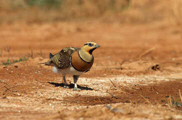 Pin-tailed sandgrouse male at a point of water in a steppe of Aragon in summer