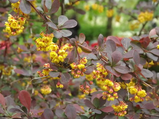 Gelbe Blüten und rote Blätter an einem Strauch