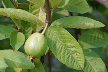 Ripe guava fruit on green leaves background