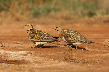 Pin-tailed sandgrouse male and female at a water point in summer in a steppe of Aragon, Spain