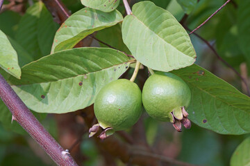 Close up of guava fruit hanging on tree
