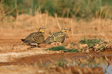 Pin-tailed sandgrouse male and female at a water point in summer in a steppe of Aragon, Spain