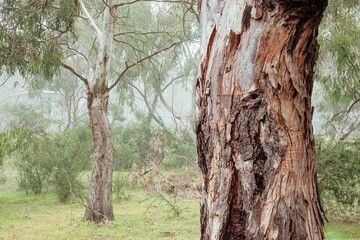 Fototapeta premium Foggy Woodlands morning amongst the Eucalypts