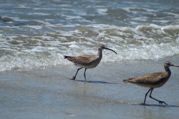 Whimbrel at Morro Strand Beach July 2020