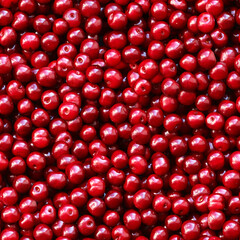 Seamless background of cherries on flat surface. Minsk. Belarus.