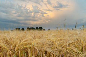 Fototapeta premium Ripe wheat is set against a pink sunset sky.