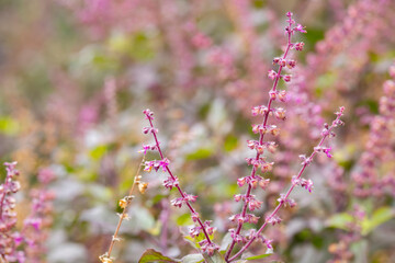 Tulsi ,(Ocimum tenuiflorum)flowers in the garden