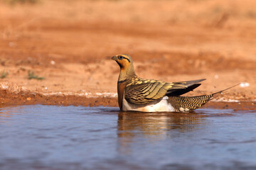 Pin-tailed sandgrouse male at a water point in a Spanish steppe in the early hours of the day