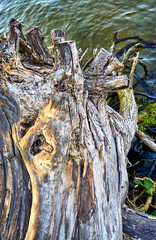 Weathered tree trunk on the bank of a lake.