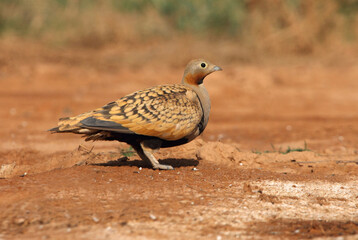 Black-bellied sandgrouse male drinking at a water point on a Spanish steppe early in the day