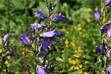 Kwiaty fioletowe dzwoneczki  © merko