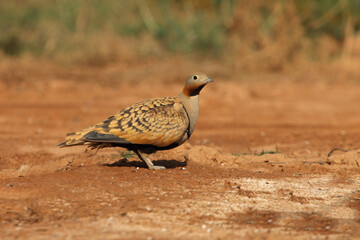 Black-bellied sandgrouse male with the first light of day at a point of water in summer