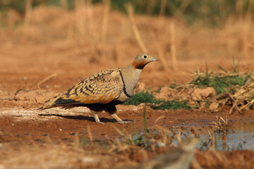 Black-bellied sandgrouse male drinking at a water point on a Spanish steppe early in the day