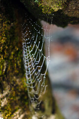 Cobweb with raindrops on the tree. Selective focus.