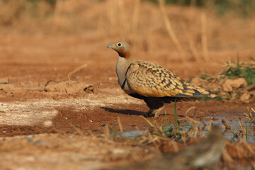 Black-bellied sandgrouse male drinking at a point of water in a steppe of Aragon