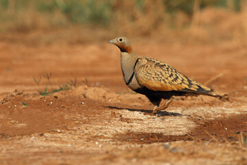 Black-bellied sandgrouse male drinking at a water point on a Spanish steppe early in the day