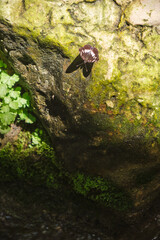 wild butterfly on the mossy stone background