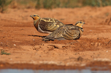 Pin-tailed sandgrouse male and female at a water point in summer in a steppe of Aragon, Spain