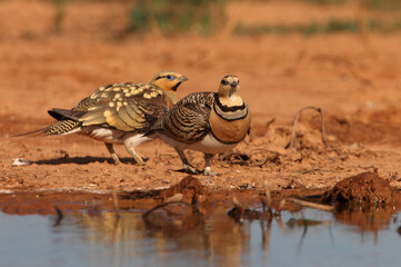 Pin-tailed sandgrouse male and female at a water point in summer in a steppe of Aragon, Spain
