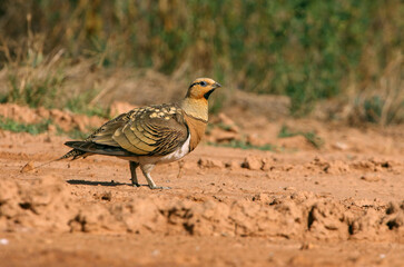 Pin-tailed sandgrouse male at a point of water in a steppe of Aragon in summer