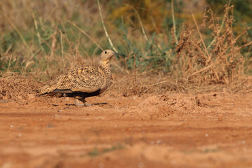 Black-bellied sandgrouse female early in the day at a water point in summer