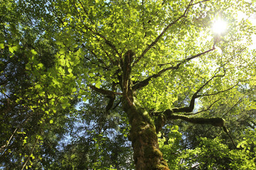 tree with moss on his trunk in alps forest, bright sun light through the leafs