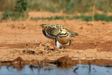 Pin-tailed sandgrouse male and female at a water point in summer in a steppe of Aragon, Spain