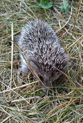 hedgehog in the grass