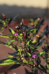 Black Pearl chili pepper plant with small purple flowers.Has characteristic semi-gloss black to deep-purple leaves with pepperson Italian garden in summer.Garden lover.
