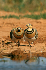 Pin-tailed sandgrouse male and female at a water point in summer in a steppe of Aragon, Spain