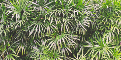 Lush green palm leaves in tropical forest. Palm texture background. Green leaves copy space banner