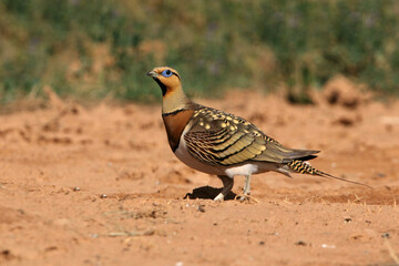 Pin-tailed sandgrouse male at a point of water in a steppe of Aragon in summer