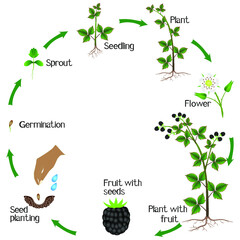 Life cycle of a blackberry plant on a white background.
