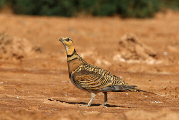 Pin-tailed sandgrouse female at a water point in a steppe in Aragon, Spain, with the first light of day