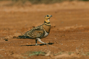 Pin-tailed sandgrouse female at a water point in a steppe in Aragon, Spain, with the first light of day