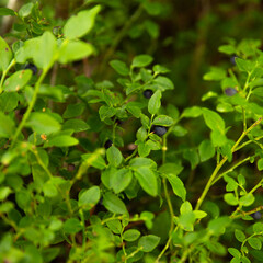 Fototapeta na wymiar fresh organic Blueberry grows in the alps forest