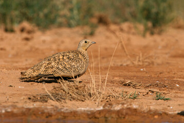 Pin-tailed sandgrouse female early in the day at a water point in summer, Pterocles alchata