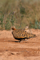 Black-bellied sandgrouse male and female at a point of water in a steppe of Aragon, Spain